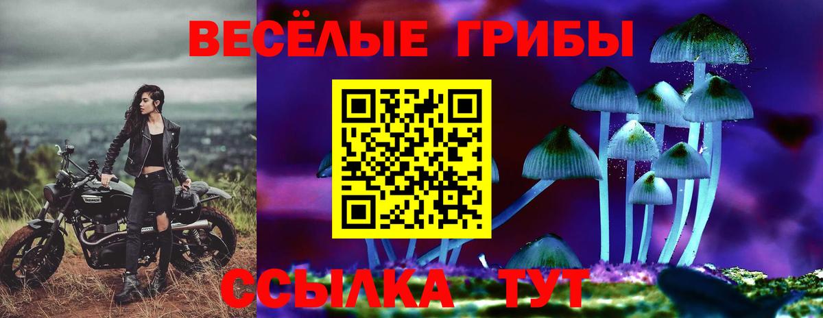 Псилоцибиновые грибы Psilocybe Улан-Удэ
